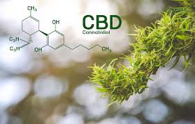 CBD and hemp are often talked about together, so are they the same thing?